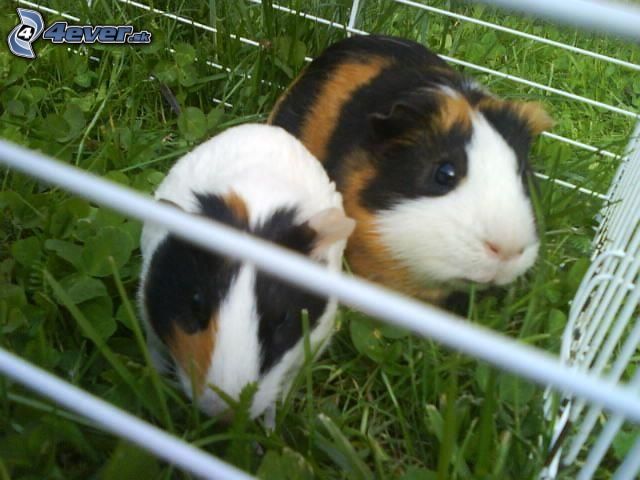 [obrazky.4ever.sk] morcata, morca 2501165.jpg